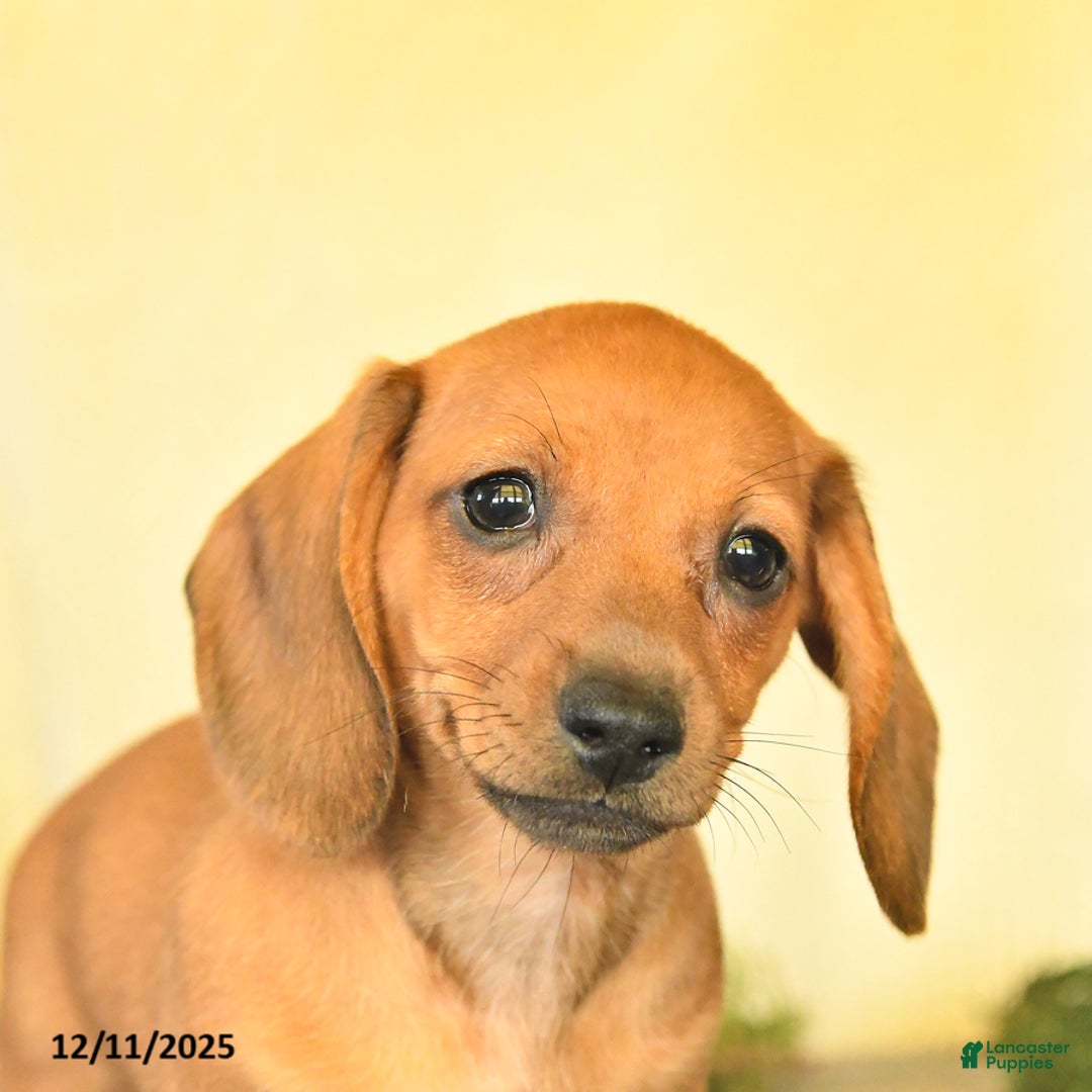 Dachshund dogs for sale: Ruby - Ad 2