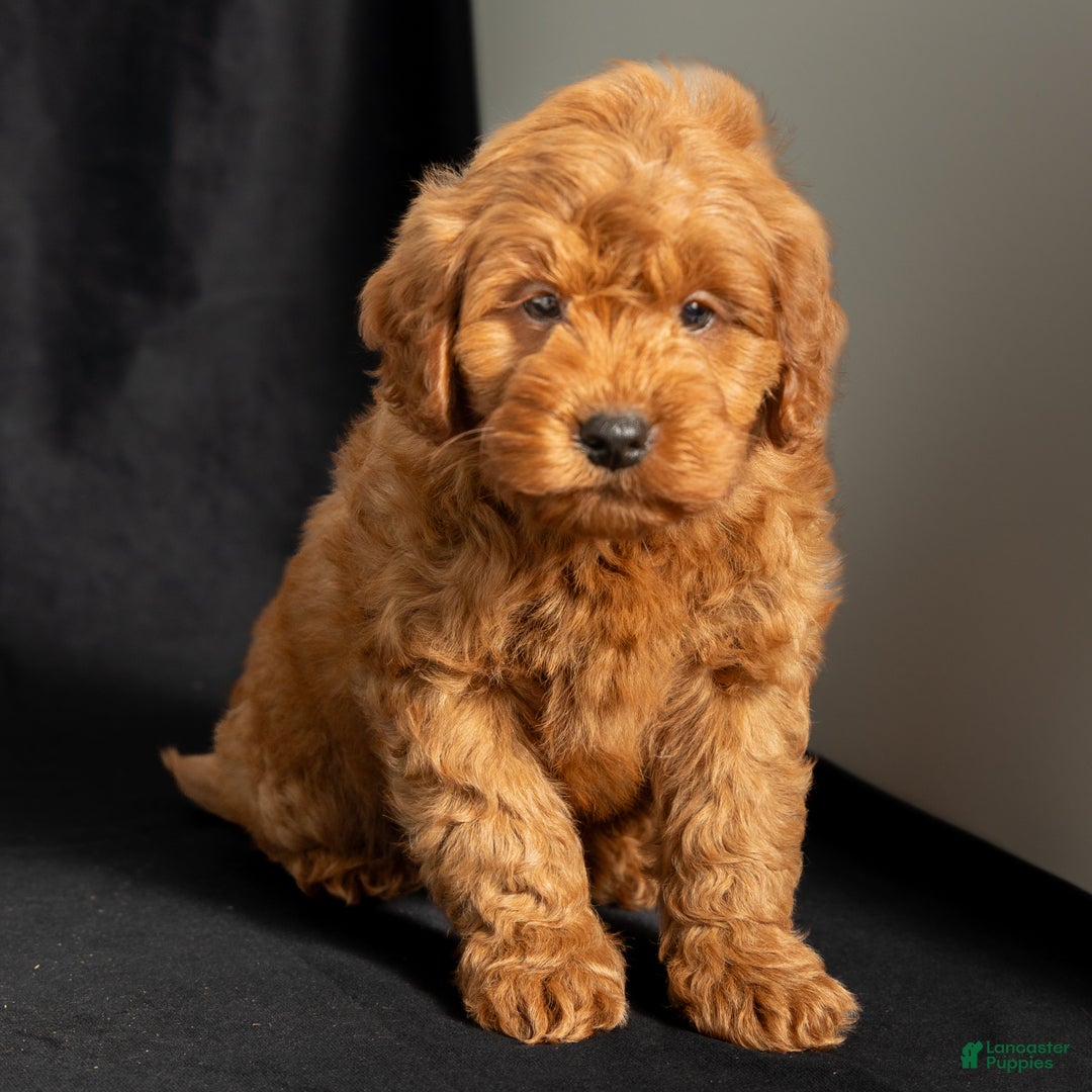 Mini Goldendoodle dogs for sale: Nickie - Ad 5