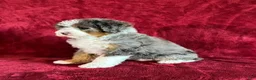 Mini Bernedoodle dogs for sale: Bandit - Ad 3