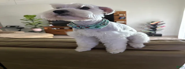 Bruno