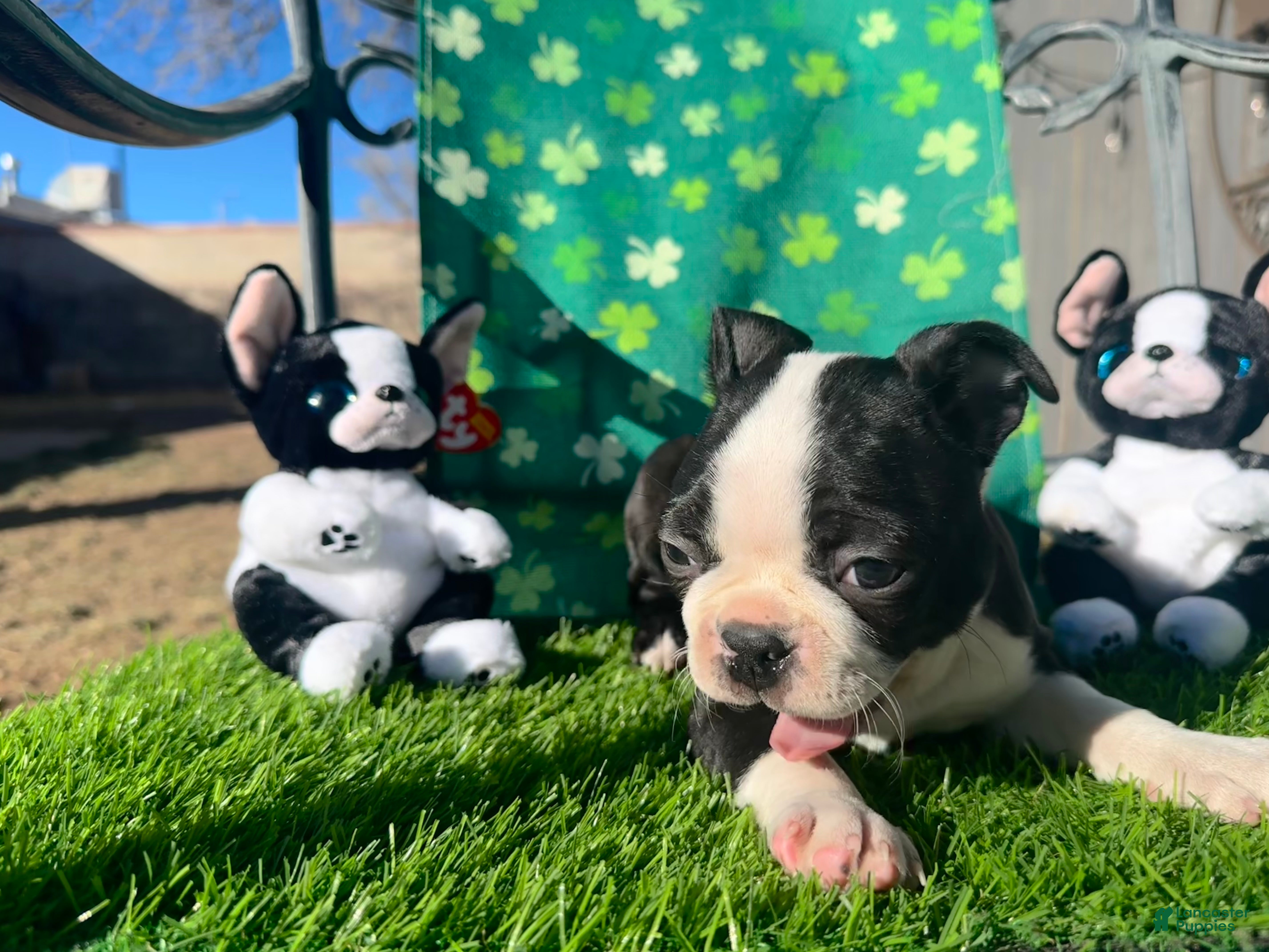 Boston Terrier dogs Boston Terrier Puppy 5 - Ad 2