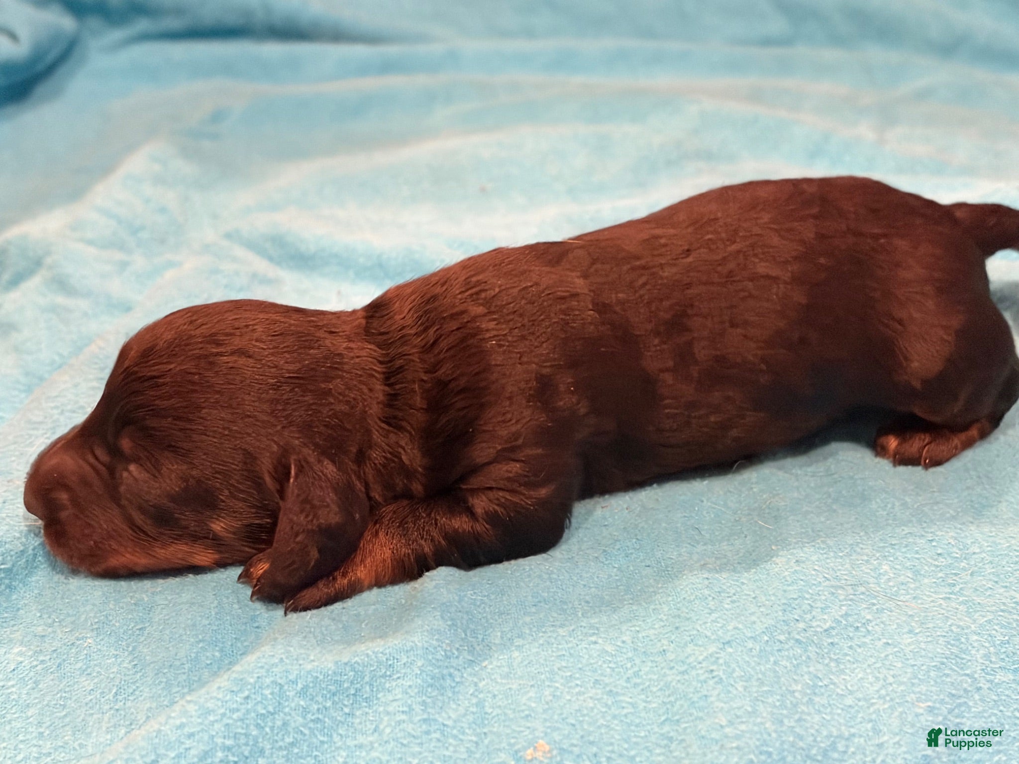 Chiweenie dogs Chiweenie 1 - Ad 16