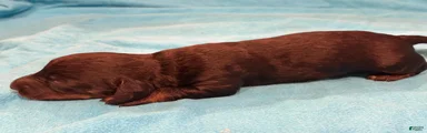 Chiweenie 1