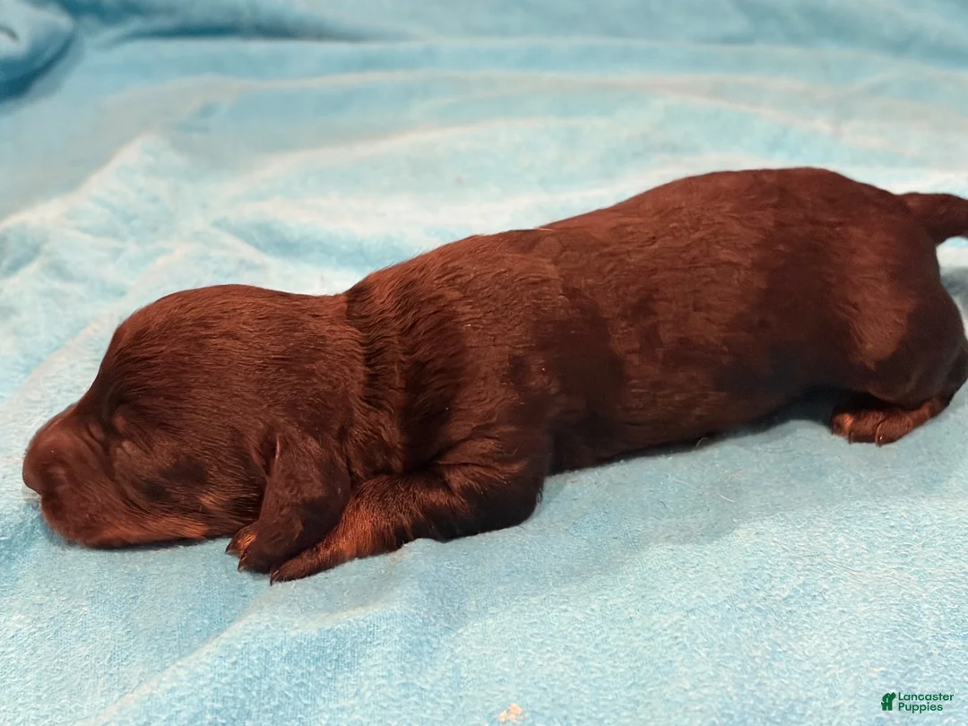 Chiweenie dogs for sale: Chiweenie 1 - Ad 1
