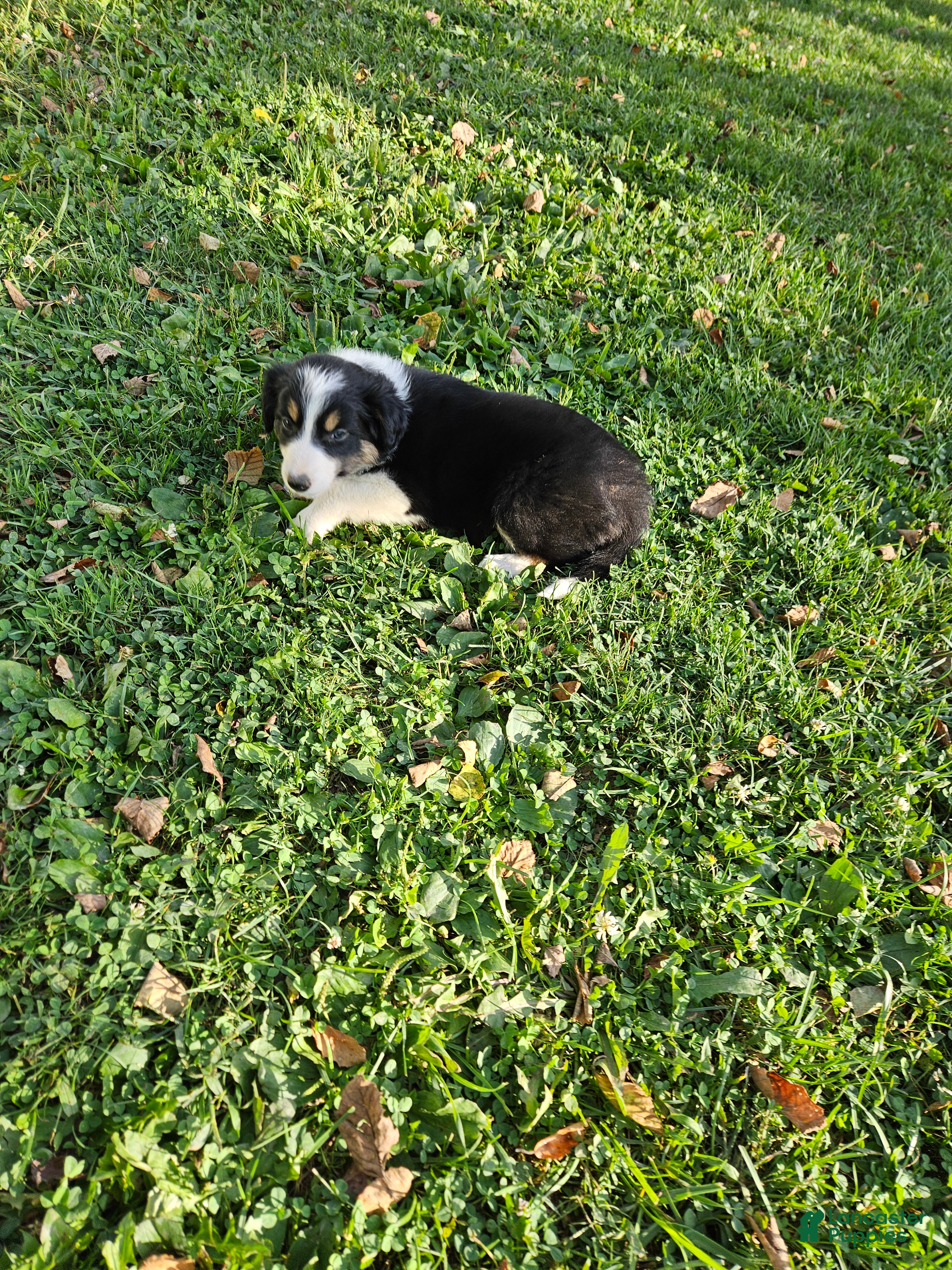 Border Collie dogs Lady  - Ad 2