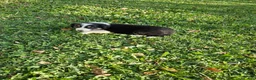 Border Collie dogs for sale: Lady  - Ad 2