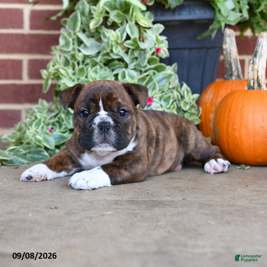 English Bulldog dogs Sailor - Ad 1