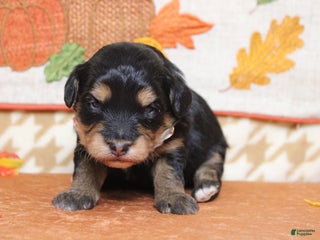 Aussiedoodle dogs Landon - Ad 41