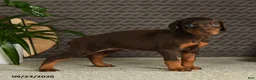 Doberman Pinscher dogs for sale: Noree - Ad 3