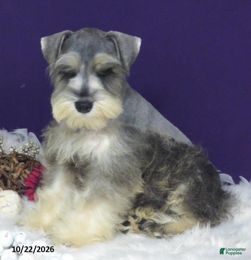 Miniature Schnauzer dogs Lady - Ad 1