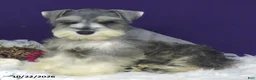 Miniature Schnauzer dogs for sale: Lady - Ad 1
