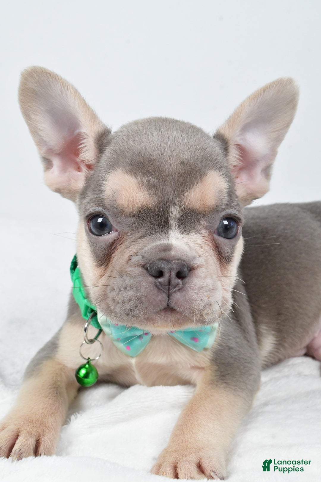 French Bulldog dogs for sale: Emily  - Ad 2