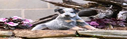 Australian Cattle Dog dogs for sale: Axel - Ad 3