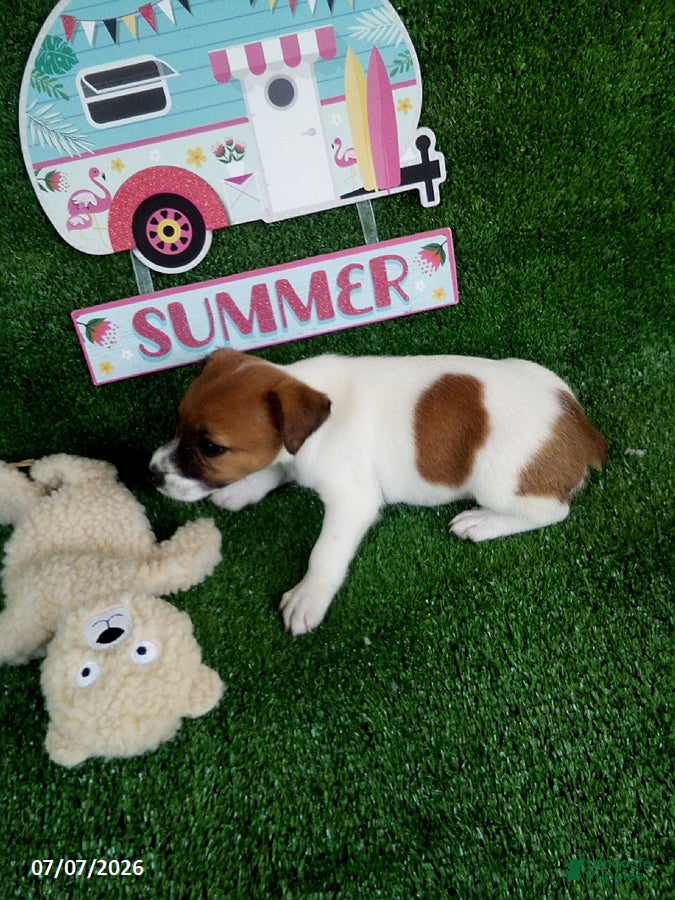 Jack Russell Terrier dogs Roxy - Ad 2