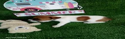 Jack Russell Terrier dogs for sale: Roxy - Ad 2