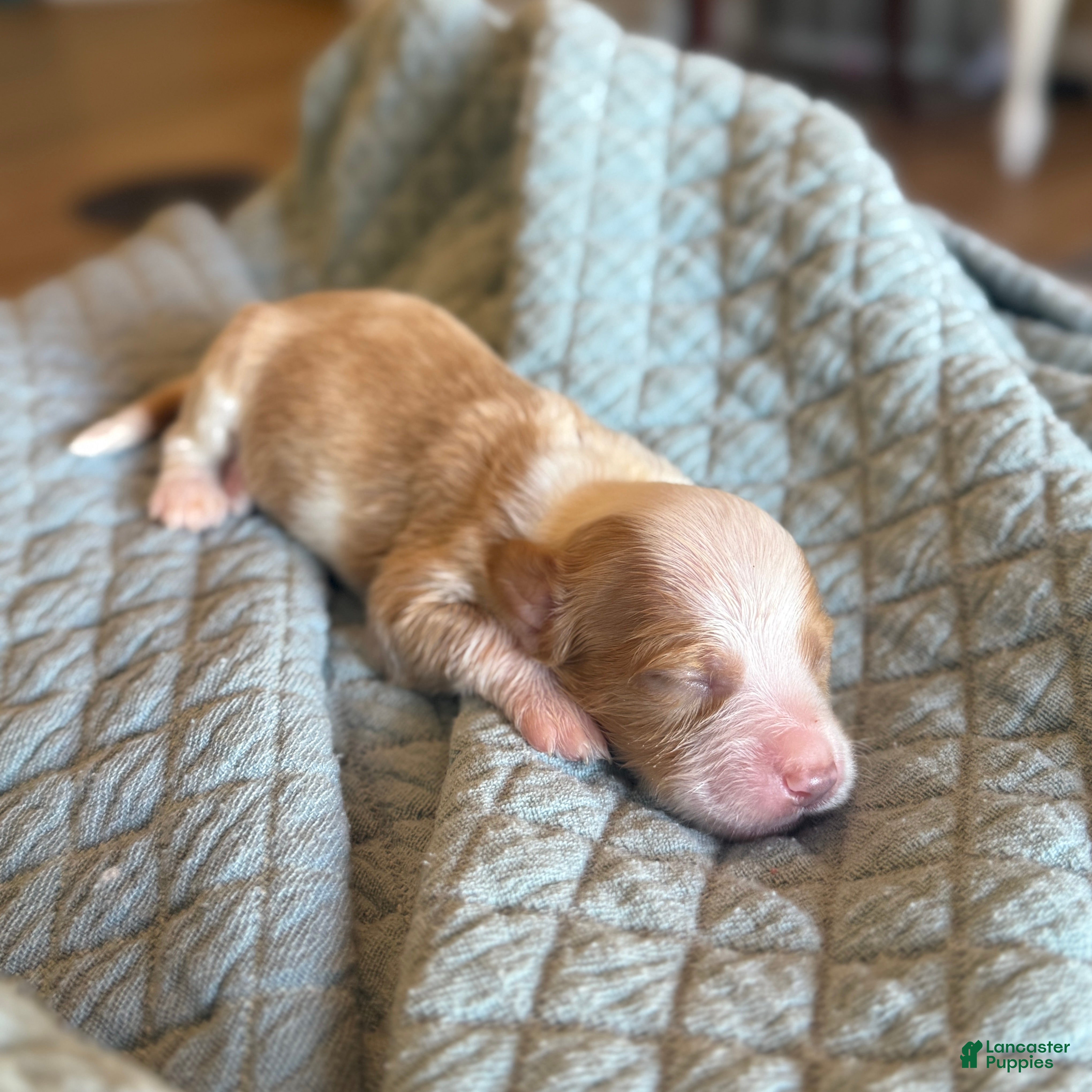 Bernedoodle dogs Sally - Ad 1