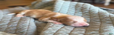 Sally