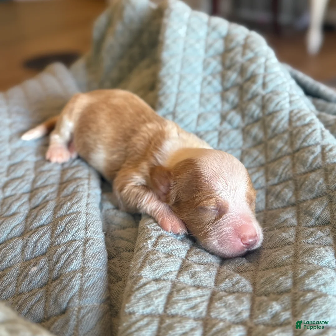 Bernedoodle dogs for sale: Sally - Ad 1