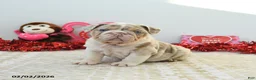 English Bulldog dogs for sale: Rex - Ad 5