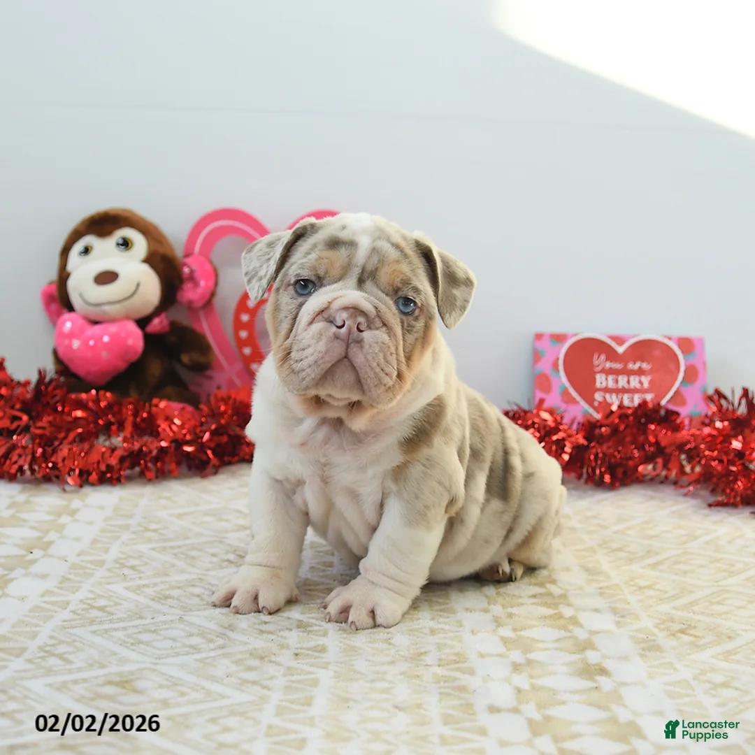 English Bulldog dogs for sale: Rex - Ad 5