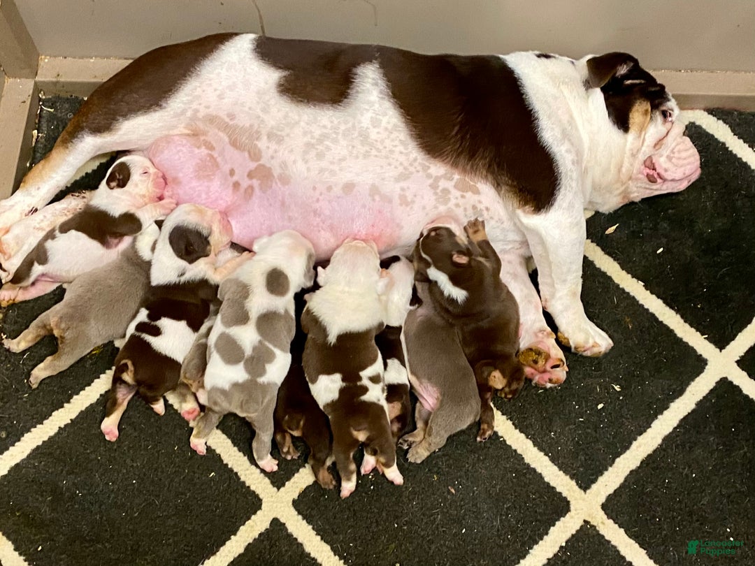 English Bulldog dogs for sale: Romeo - Ad 9