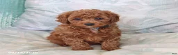 Maltipoo dogs for sale: Sawyer - Ad 5