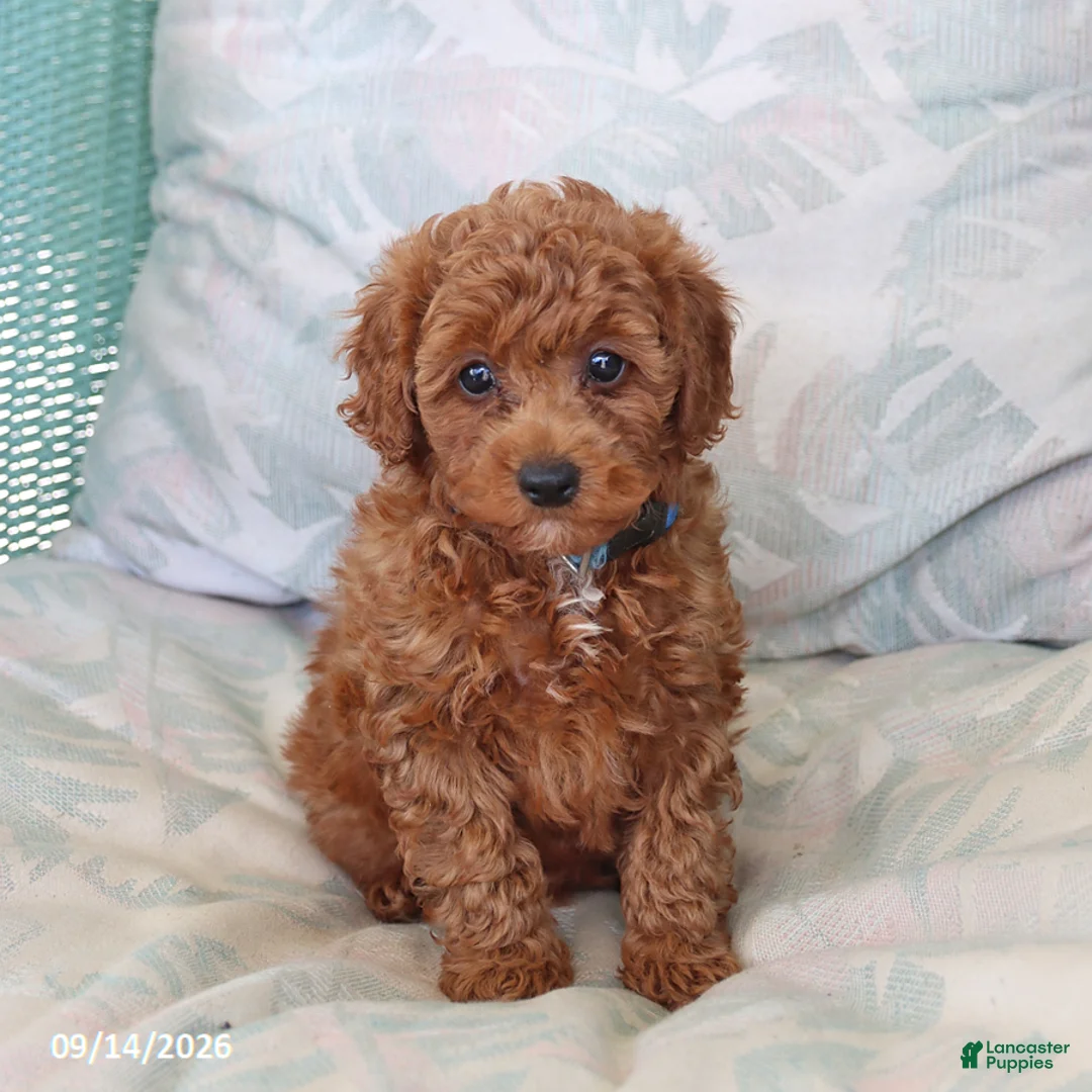 Maltipoo dogs for sale: Sawyer - Ad 5