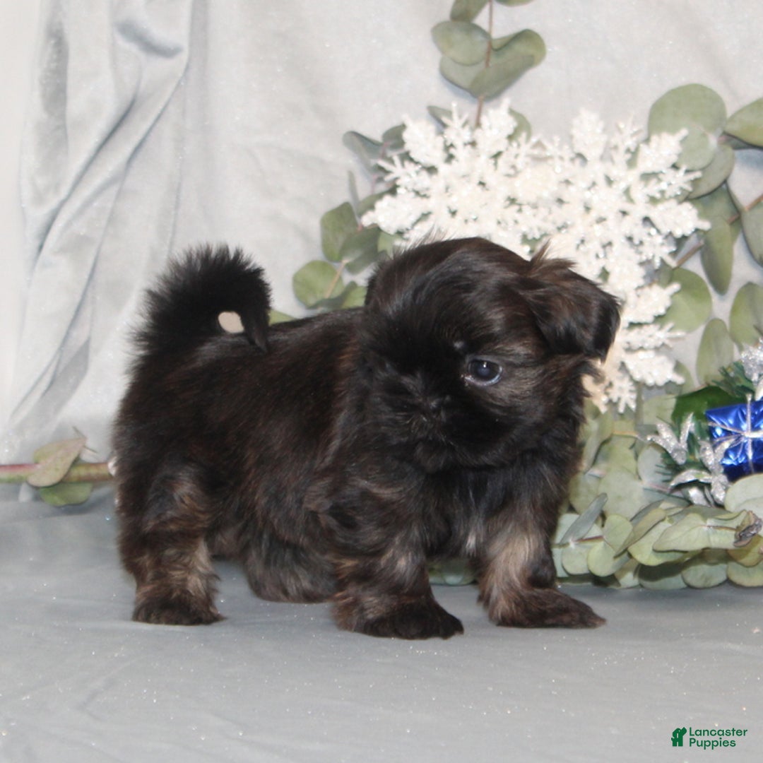 Shih Tzu dogs for sale: Rosie AKC - Ad 3