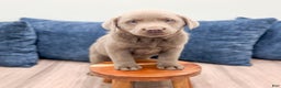 Labrador Retriever dogs for sale: Flint - Ad 2