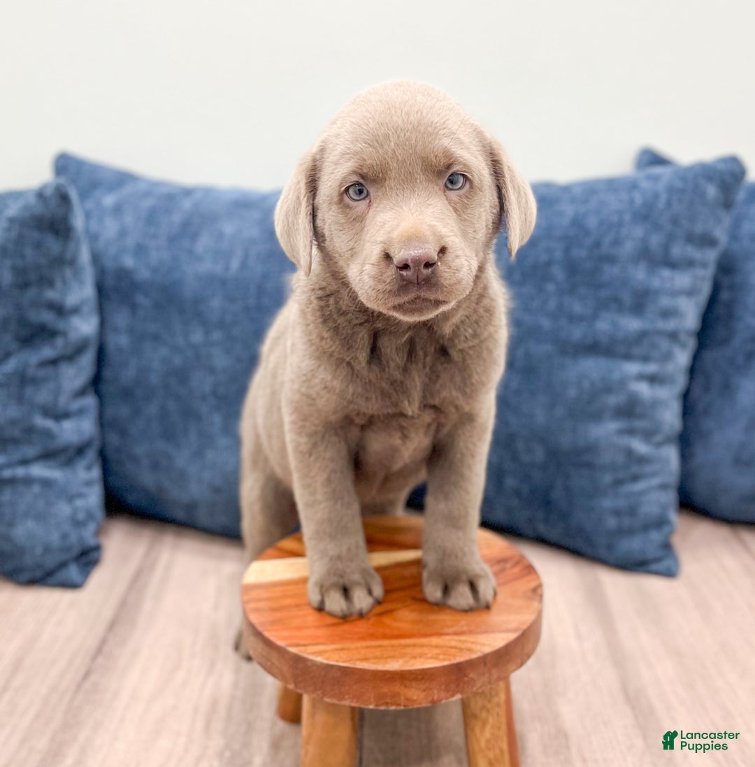 Labrador Retriever dogs for sale: Flint - Ad 2