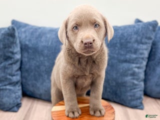 Labrador Retriever dogs Flint - Ad 22