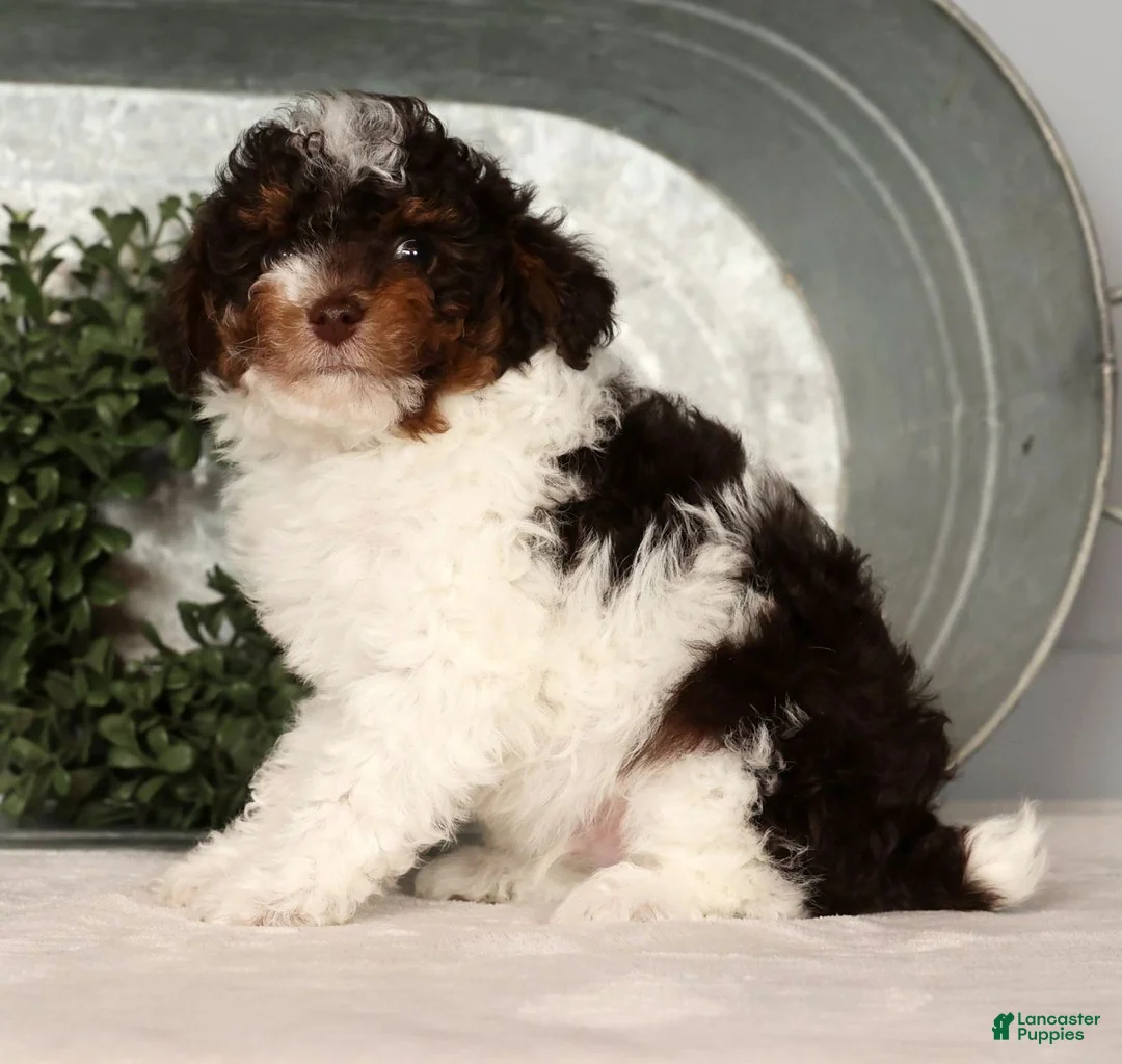 Toy Poodle dogs for sale: Max - Ad 3