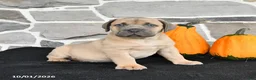 Mixed Breed dogs for sale: Skylar - Ad 4