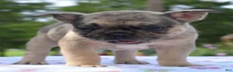 Mixed Breed dogs for sale: Tanka  - Ad 5