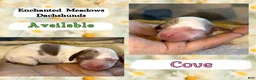 Miniature Dachshund dogs for sale: Cove - Ad 2