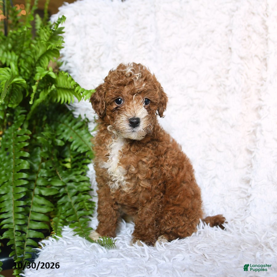Toy Poodle dogs for sale: Amber - Ad 1