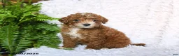 Toy Poodle dogs for sale: Amber - Ad 1
