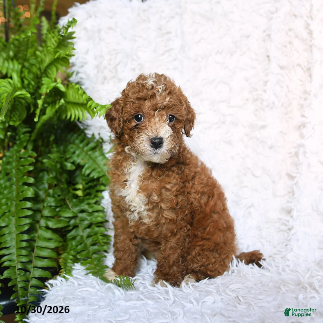 Toy Poodle dogs for sale: Amber - Ad 1