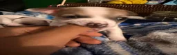 Chihuahua dogs for sale: Spots - Ad 6