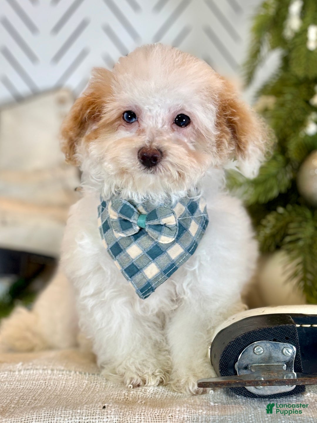 Toy Poodle dogs for sale: Blizzard - Ad 3