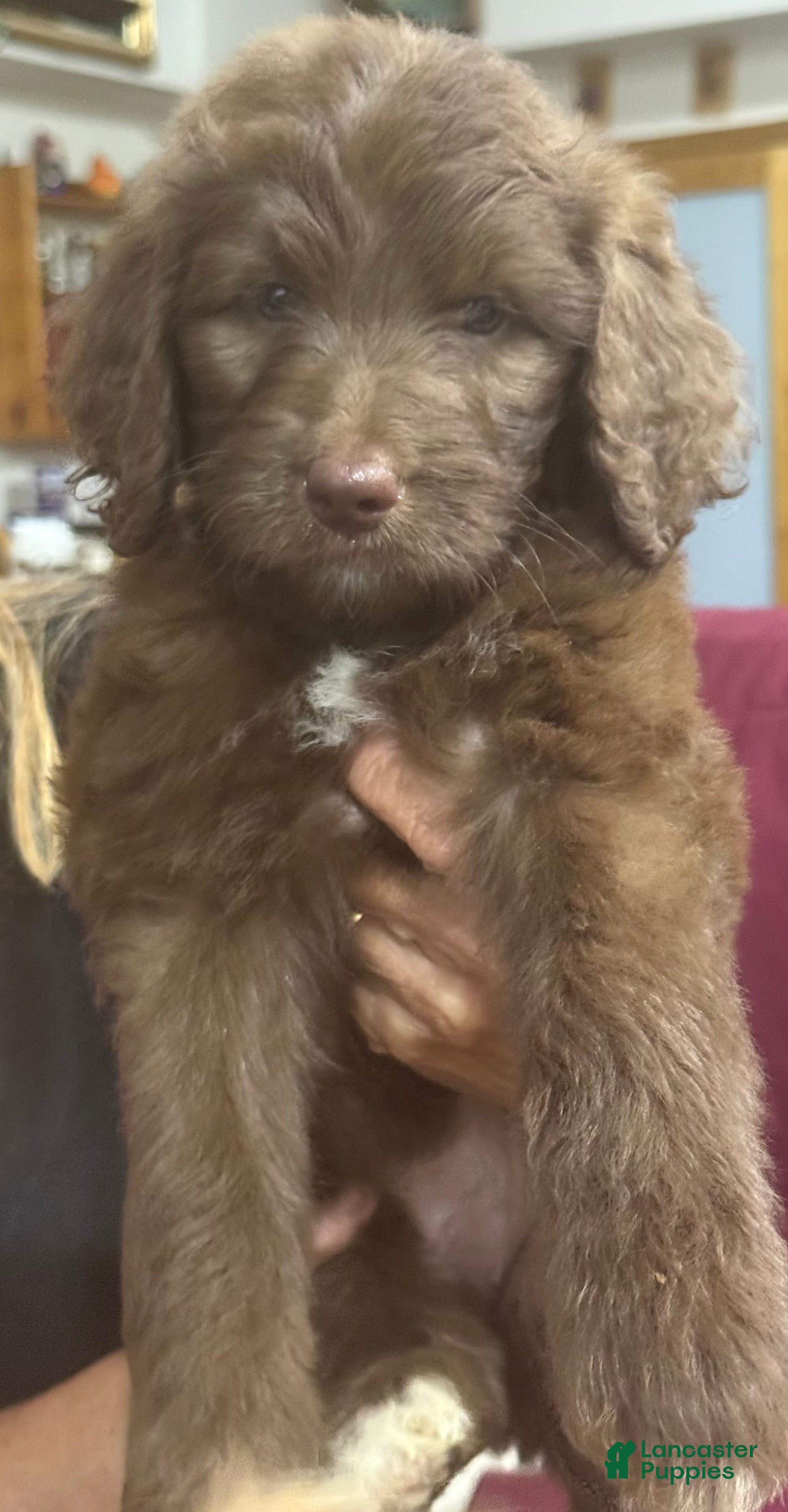 Goldendoodle dogs Red - Ad 1