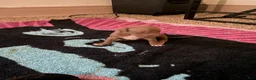 Mixed Breed dogs for sale: Girl 2 - Ad 2