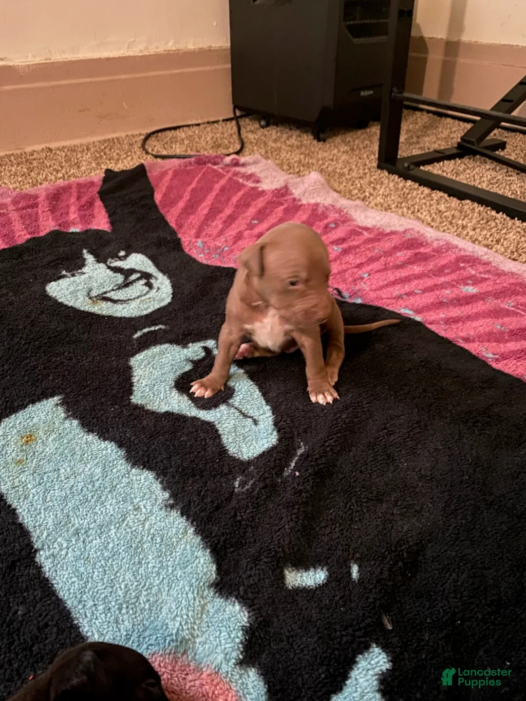 Mixed Breed dogs for sale: Girl 2 - Ad 2
