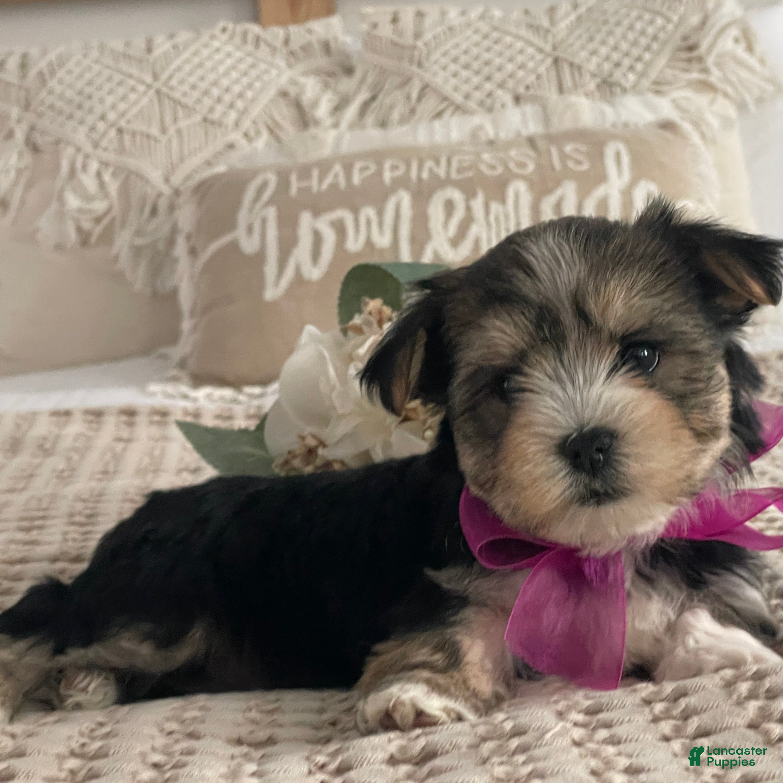 Morkie dogs Nellie - Ad 2