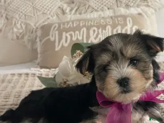 Morkie dogs Nellie - Ad 2