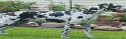 Great Dane dogs for sale: Beatrice Great Dane  - Ad 13