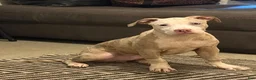 American Bully dogs for sale: American Bully 1 - Ad 6