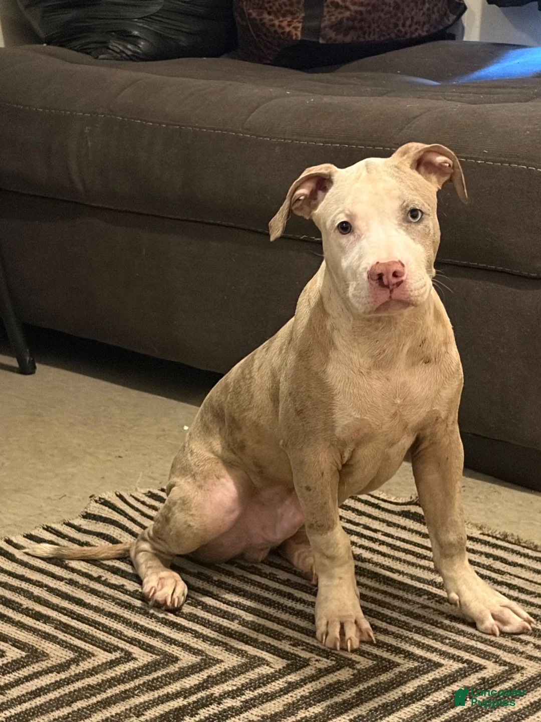 American Bully dogs for sale: American Bully 1 - Ad 6