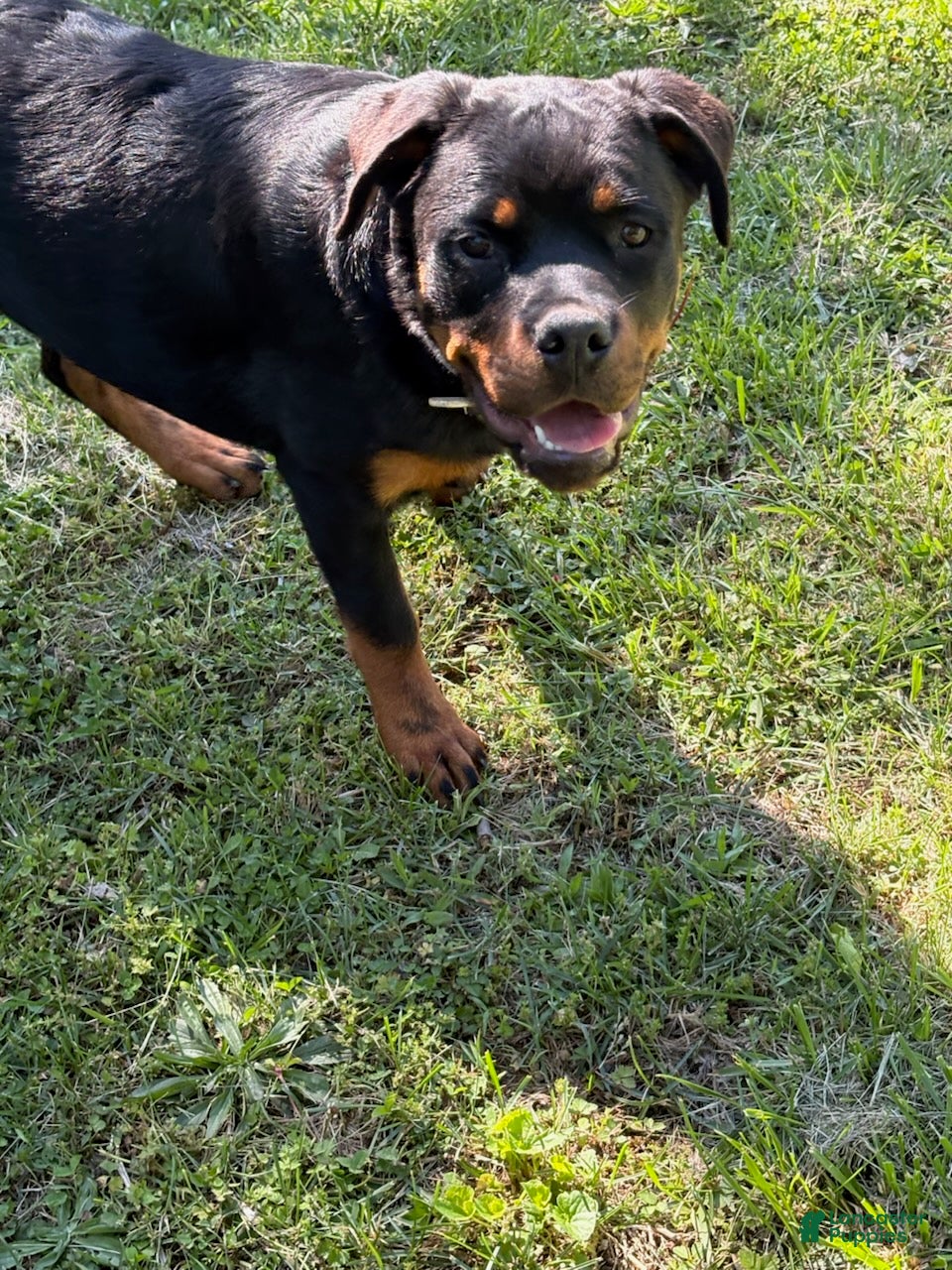 Rottweiler dogs Light Pink Collar - Ad 1