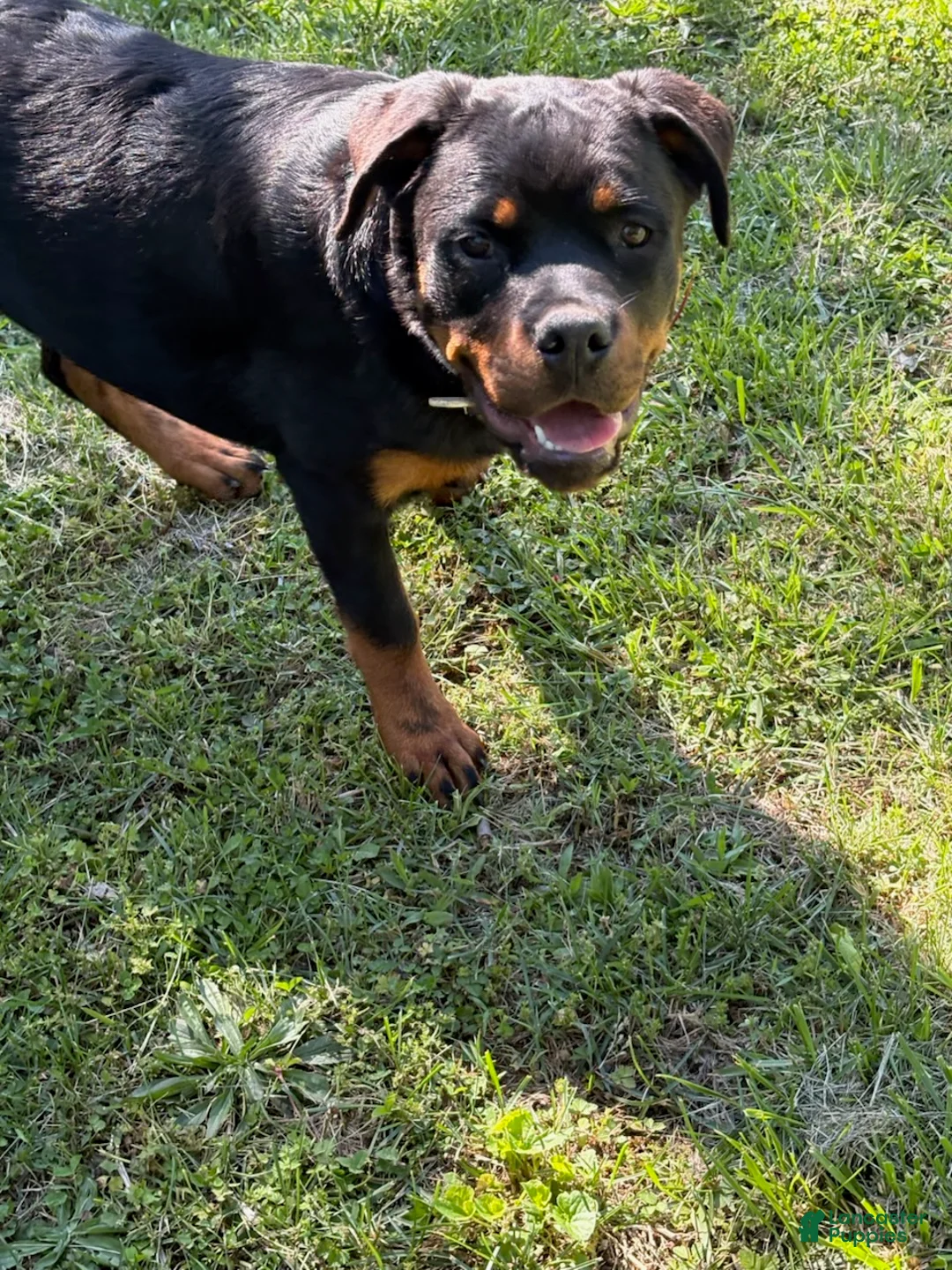 Rottweiler dogs for sale: Light Pink Collar - Ad 1